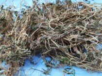 Wild Guangxi Chinese herbal medicine Chinese herbal medicine Chinese half lotus 500 gr Chinese half kithrum Chinese half with half a half mast and dried product