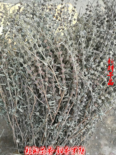 Jeonju chili and fennel Sweet basil Nine-layer tower seedlings Jinbuchang seedlings Dried herbs and western dishes