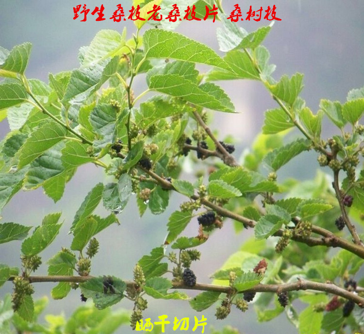Chinese herbal medicine wild mulberry branches mulberry branches mulberry branches mulberry branches mulberry branches and dried mulberry branches 500 gr