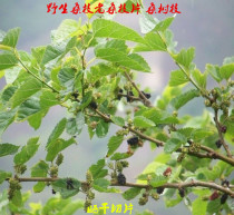 Chinese herbal medicine wild mulberry branches mulberry branches mulberry branches mulberry branches mulberry branches and dried mulberry branches 500 gr