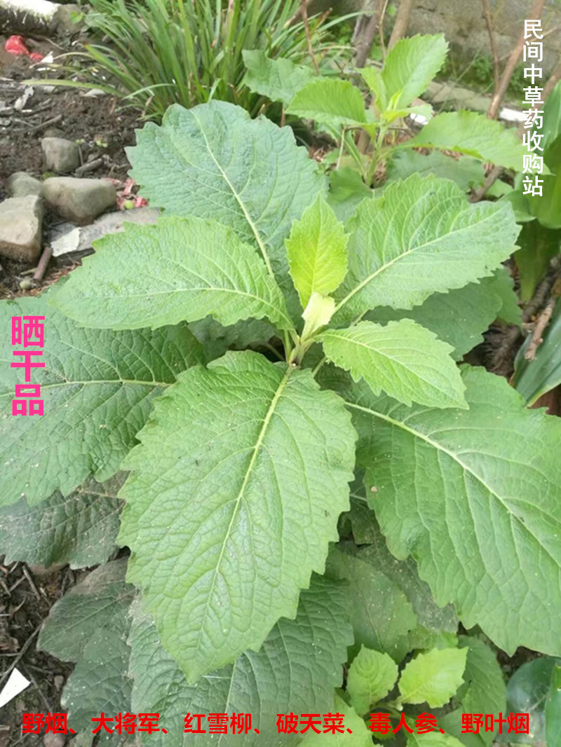 Wild Chinese herbal medicine great general wild yan red numb pineapple red snowy willow self-chicory dry pint