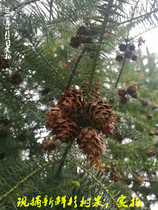 Fresh and freshly picked 2020 fir tree fruit Fir tree fruit Fir branch fruit 500 grams of dried products
