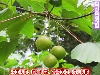 Wild fresh tung tree root 500g root root Tung oil tree root Tung oil tree root root Tung oil tree root root now dig