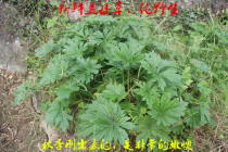 Motherwort wild Chinese herbal medicine to dispel stasis and warm palace conditioning qi and blood menstrual tea water bubble feet 500g fresh