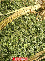 Chinese herbal medicine Wild nine-headed lion grass bone grass long grass soil fine grass tuberculosis grass evergreen 500g