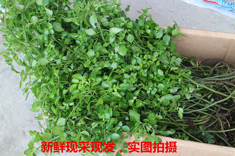 Wild Chinese medicine oil vegetable to forage fat pig food is not dead. The platoon of the grass is now filled with 5 kg to send a pound