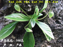 Freshly found wild rock cabbage rock wall vegetable stone cabbage red rock 7 snowhead flowering Chinese herbal medicine 1 catty