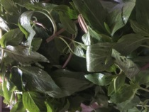 Yunnan wild basil leaf nine-layer tower gold mustard spice fresh Dai flavor seasoning gold do not change Nepeta 500g
