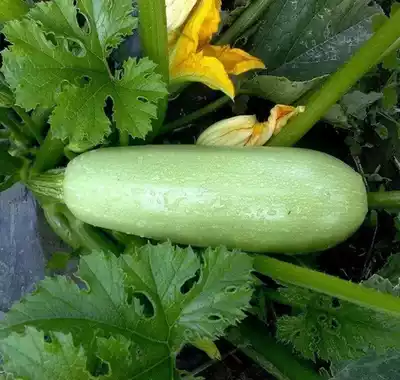 Organic zucchini 5kg fresh vegetables pregnant women season