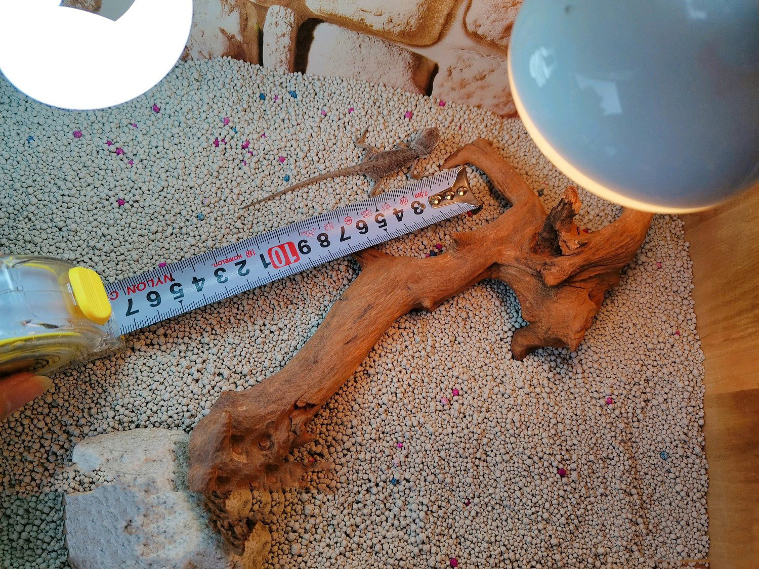 Аксессуары для рептилии 鬃狮蜥幼体入门爬虫温顺不咬人