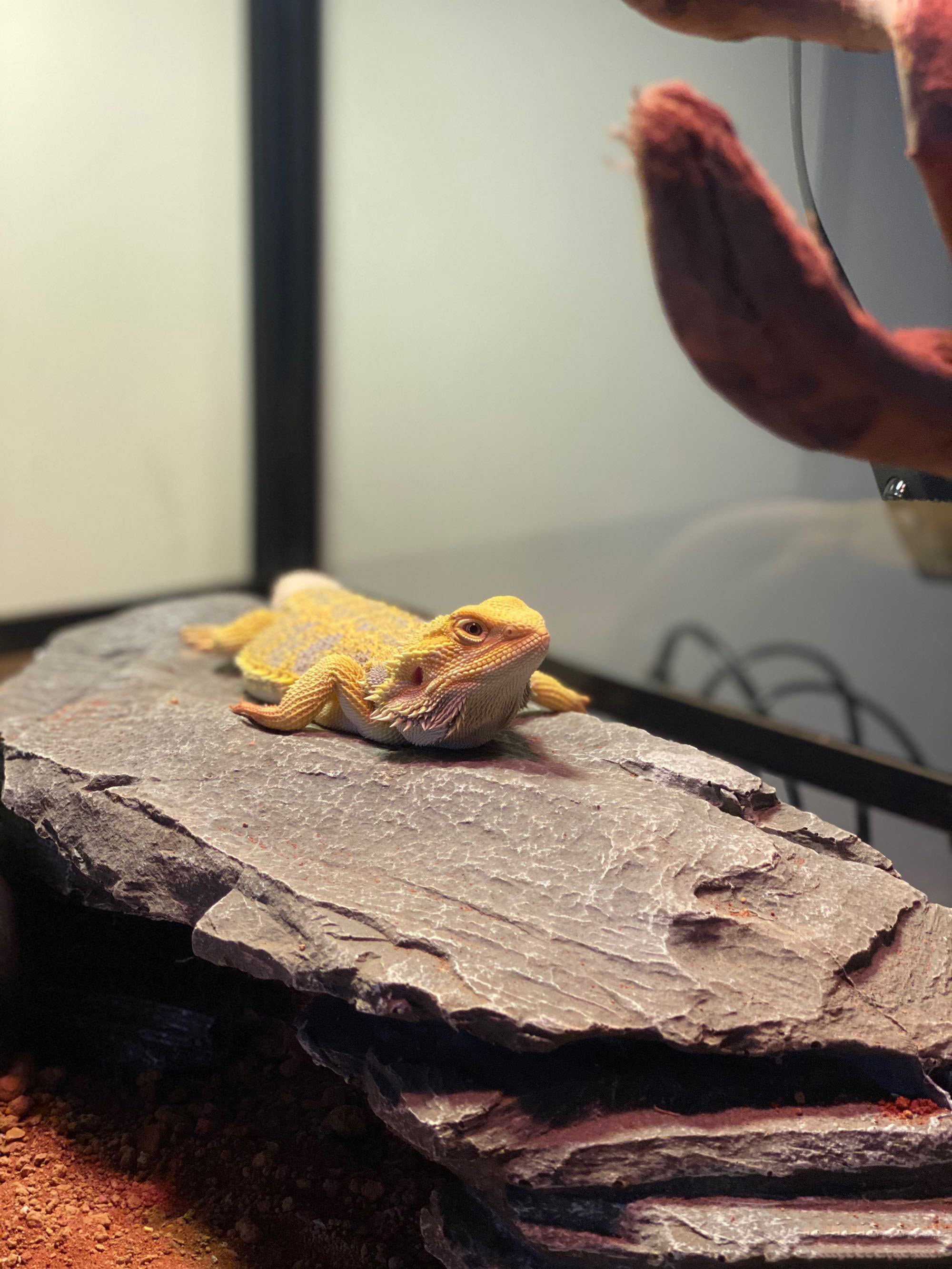 Аксессуары для рептилии 鬃狮蜥幼体入门爬虫温顺不咬人