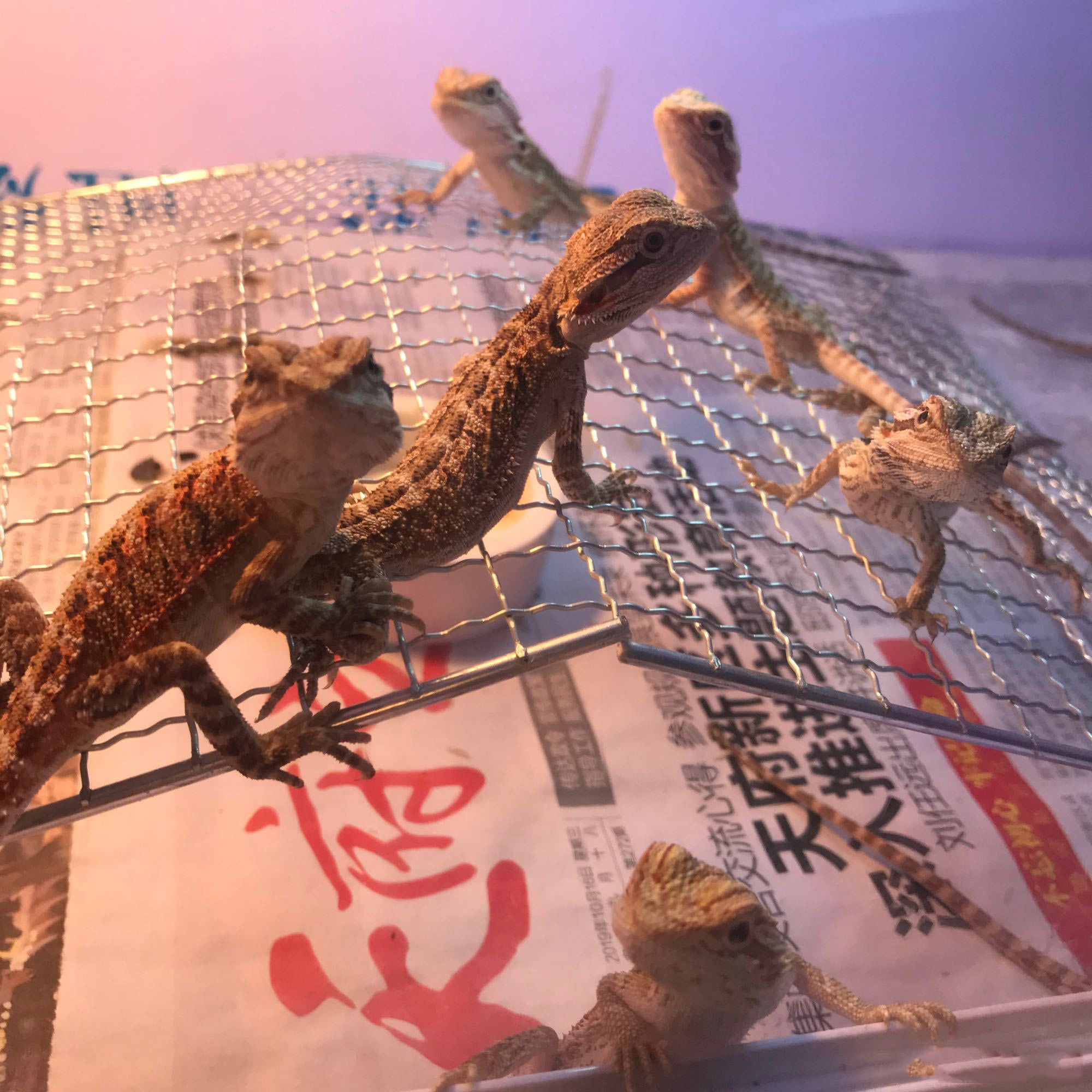 Аксессуары для рептилии 鬃狮蜥幼体入门爬虫温顺不咬人