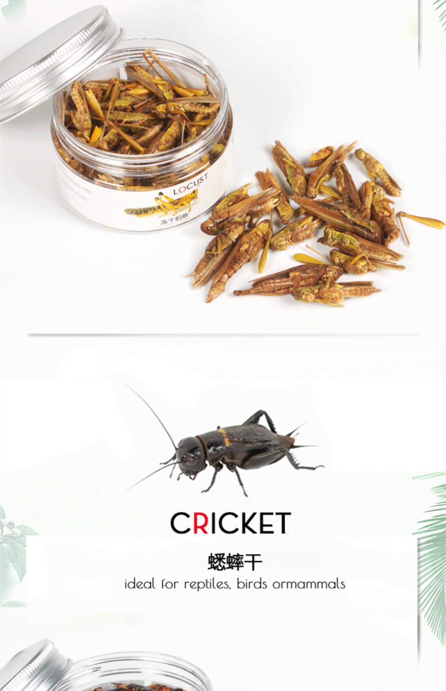 Насекомое питания рептилий/мин 保鲜冻干面包虫蟋蟀爬虫守宫蜥蜴仓鼠龙鱼刺猬食物乌龟非活体饲料