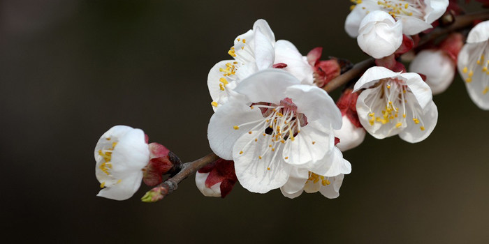 ладан lisn 084 silhouette cube 空薰 日本进口 10支 线香 净化 现货