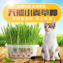 Crystal Cat Grass Nutrition Cat Grass Seed Cat Grass Planting Suit Kitty to hair ball conditioning Gut Cat Snacks
