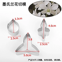 Phalaenopsis model b