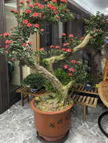 Flower leaves? Outdoor extra thick and extra hard universal wheel mobile tray round flower pot water tank fish tank extra large load-bearing base