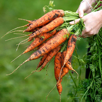 Carrot seeds Four Seasons autumn and winter vegetables seven-inch red ginseng farmhouse purple and yellow fruit radish cloves radish seeds