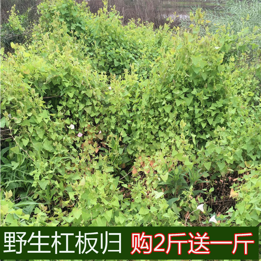 杠板归煎水喝,杠板归的效与作用,杠板归图片与效_大山谷图库