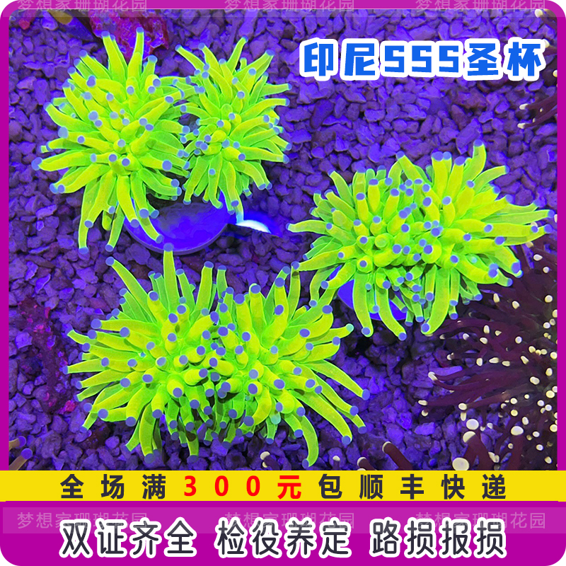 将来さん樣專用珊瑚 魁◇名家コレクション 本物保証 天然血赤珊瑚原木 高知産珊瑚 高
