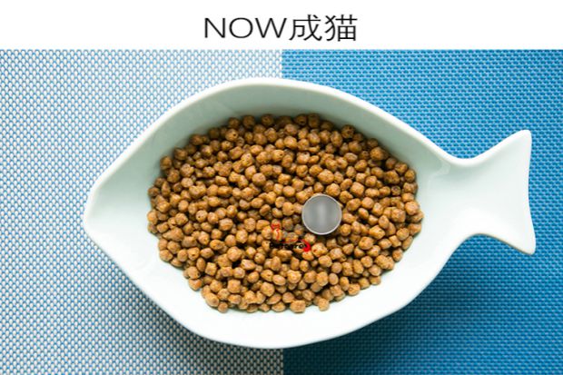 Dần dần yêu thú cưng Nhập khẩu Canada NGAY Thức ăn cho mèo Không có thịt tươi vào thức ăn cho mèo Thức ăn cho mèo trẻ 4 pound - Cat Staples nên cho mèo ăn cơm hay ăn hạt
