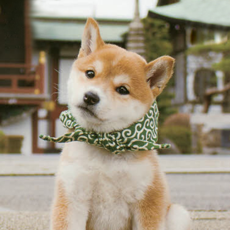 The cat ran away from home, the bag, the cute pillow, the Shiba Inu, the Akita tang grass, the scarf, the funny dog, the collar, the clothes, the scarf