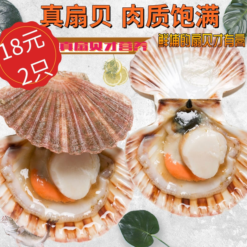 Shanghai Northwest Groom Barbecue Fresh Live Fan Bay Garlic Hibiscus Fans Ready-to-eat Roast Seafood Special Car Distribution Big Fan Bay 2 Only