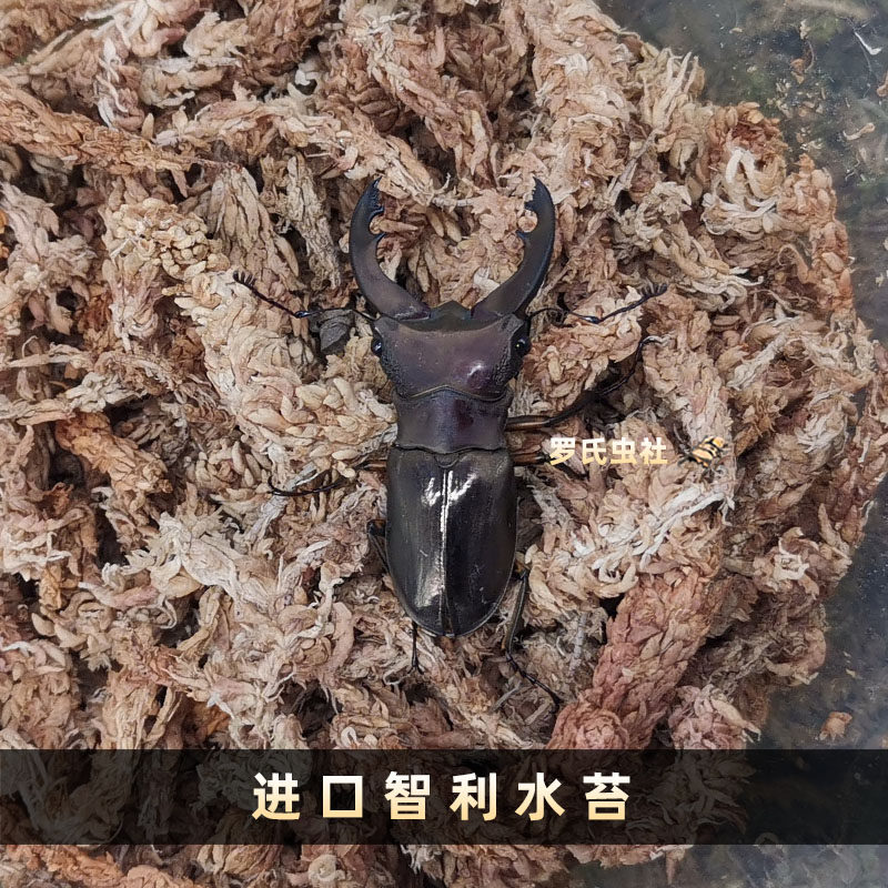Beetle water moss Worms Mat material Scenery Moisturizing and deodorising Shovel Chia Unicorn Beetle Flowers Golden Tortoise Pet Insect Rearing
