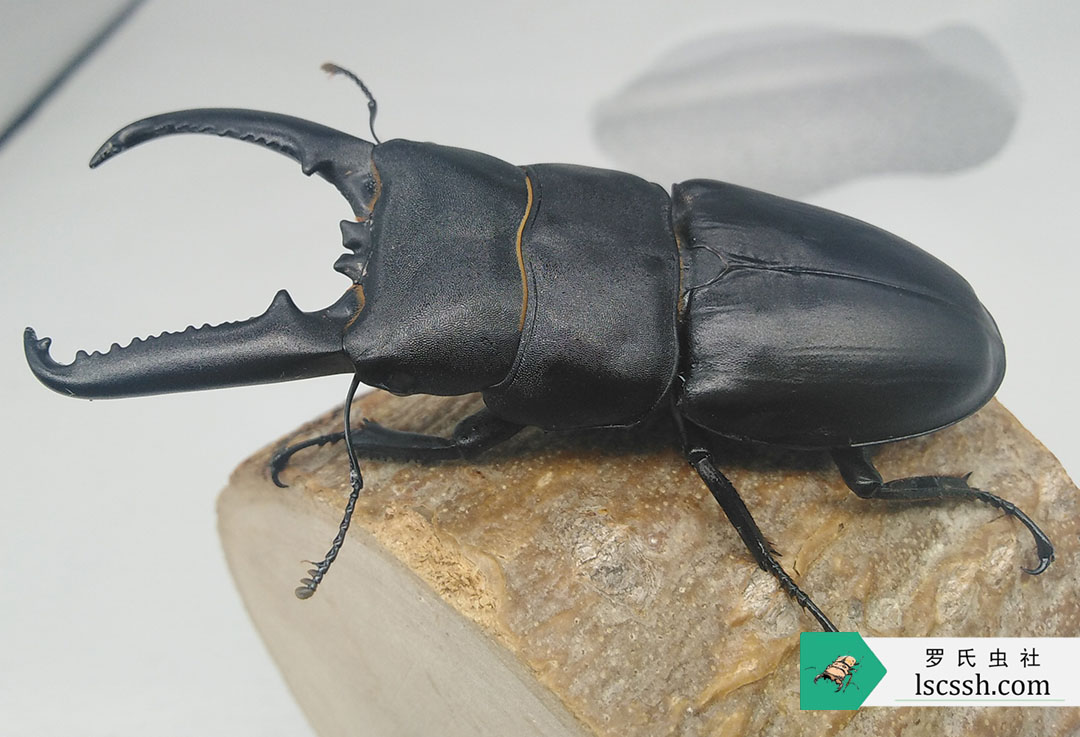 中國大扁鍬成蟲中扁鍬甲中扁鍬形蟲成蟲母蟲公蟲寵物昆蟲甲蟲