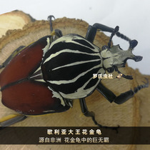  Goliath King Flower Beetle Adult King Flower Larva African Bighorn Flower Beetle Pet insect Beetle Pocket insect