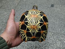 3D модель члена маятник 厂家直销（）纯手工打造高仿真黑色辐射陆龟模型3#
