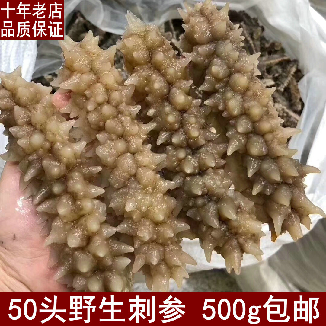 50 wild spuries 500g sea - deep dynasty dynasty dynasty cargo cucumber 250g non - Liaozheng sea - sea fresh ingredients