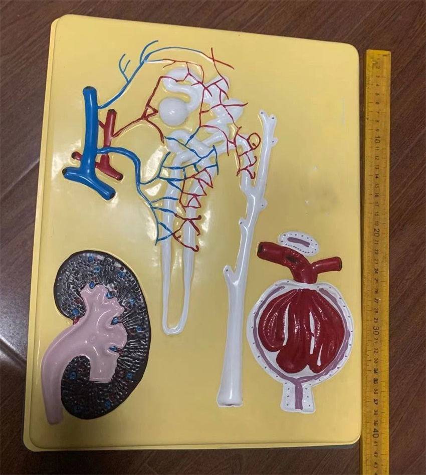 肾单位肾小体模型J33217初中高中生物模型教学仪器实验器材教具