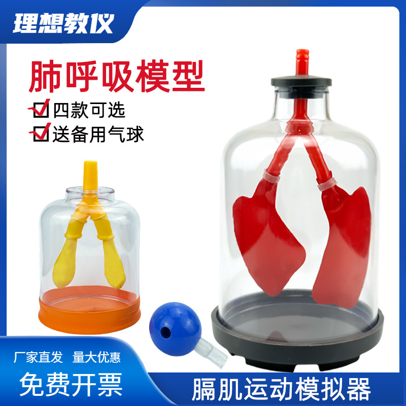 肺部呼吸模型演示器 LXSW04生物教学器材 膈肌运动模拟教具 学生分组实验模型 透明肺叶教学演示器