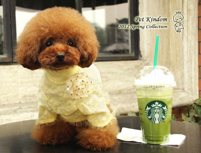 Pet clothes dog clothes spring and summer sweet and lovely lace bottoming shirt with the same color diamond corsage 4-13