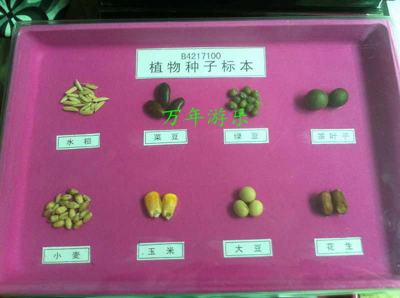 Kindergarten Primary And Middle School Popular Science Teaching Specimens Physical Plant Seed Specimens Plant Fruit Specimens
