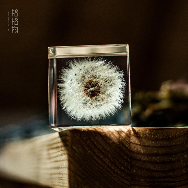 Japanese Solacube Dandelion Genuine Plant Specimen Collection Cube Pendulum for Delicate Lovers Presents