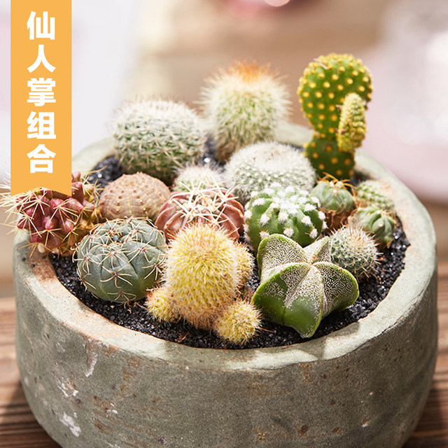 Minor Garden Cactus Cactus Office Indoor Balcony Office Desktop Radiation-proof High-quality Succulents