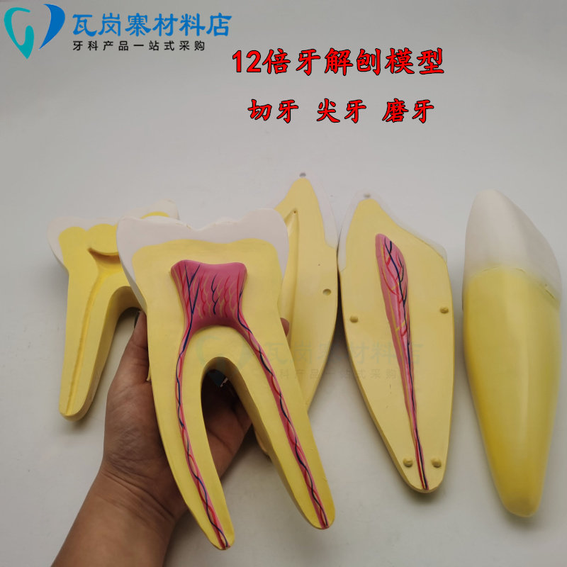 12 倍牙体解剖模型 可拆分解 牙髓牙神经牙齿教具 切牙 尖牙 磨牙
