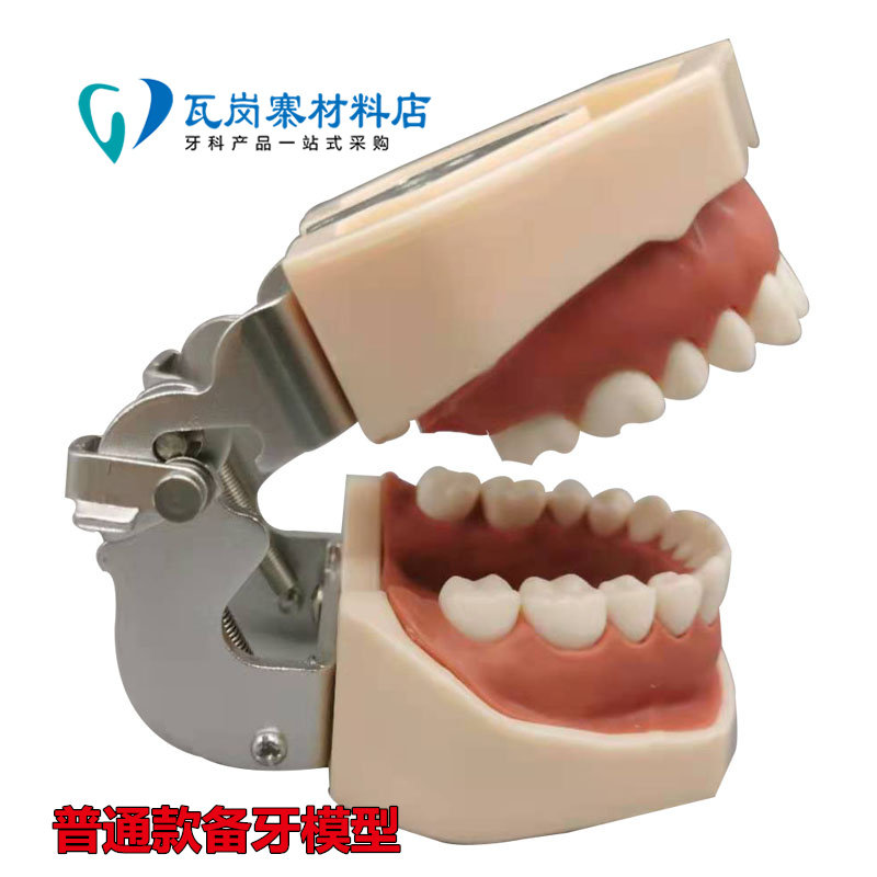 口腔牙科标准备牙仿真牙练习模型 可拆卸替换 仿真树脂离体牙包邮