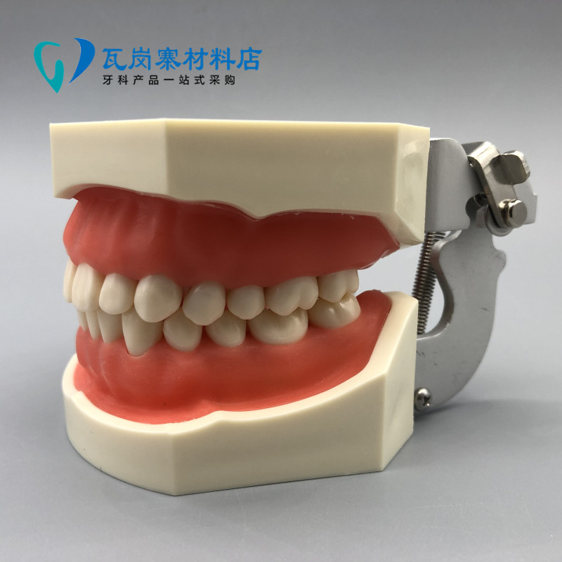 口腔齿科牙医备牙练习牙粒配螺丝牙齿牙体制备模型 窝沟封闭 包邮