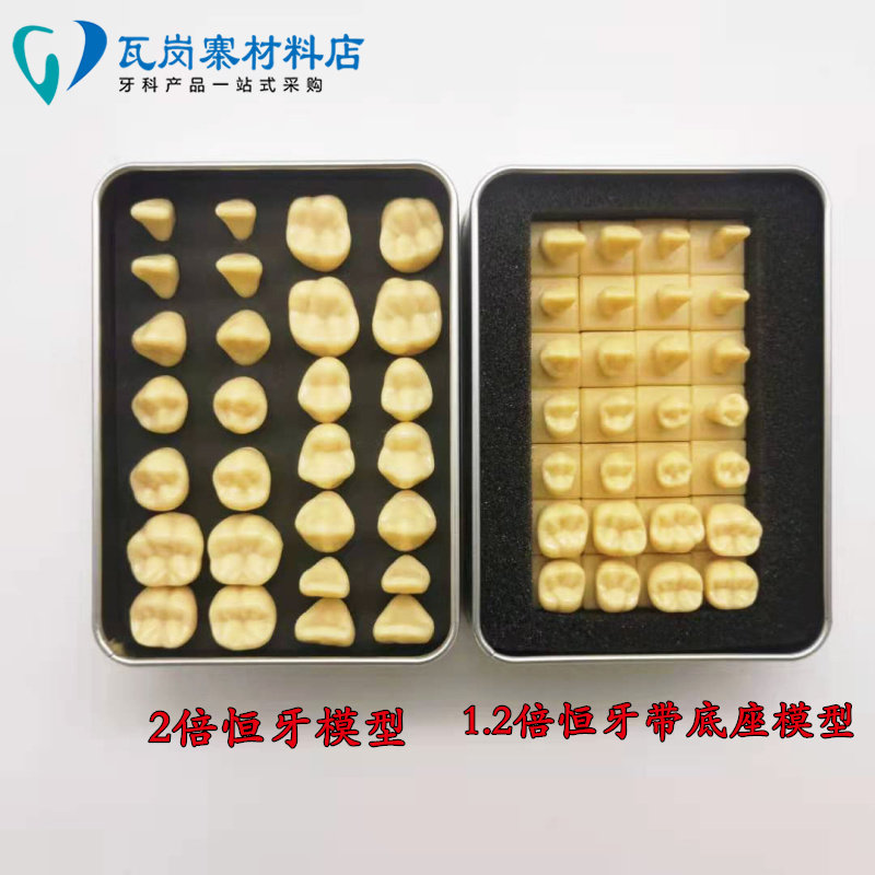 牙科口腔教学28颗牙齿标准模型 1.2/2倍恒牙带底座学生雕刻牙参照