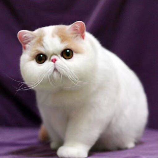 Freight Postage Special hyperlink for making up the difference (for making up the freight difference)