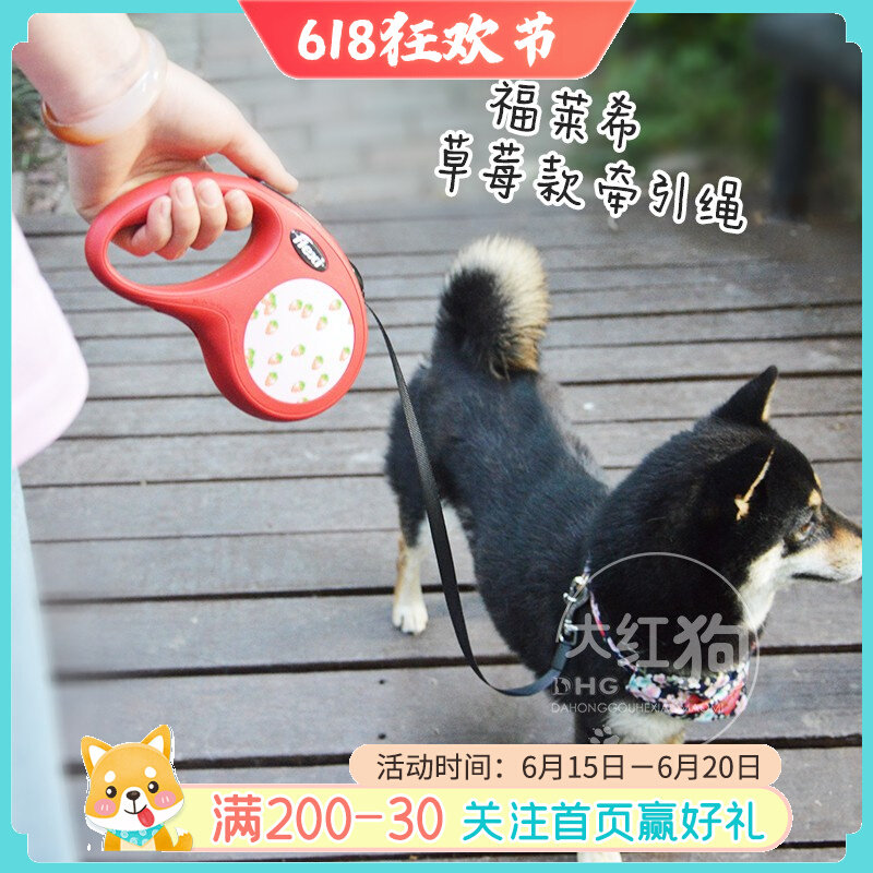 Walking dog is enjoying flexi forlich strawberry section shrink traction rope with dog chain automatic telescopic dog rope