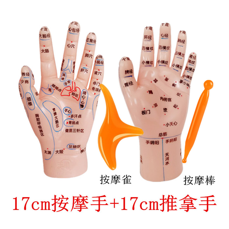 17cm按摩手模型高清刻字反射区小儿推拿手针炙点穴经络人体模具用