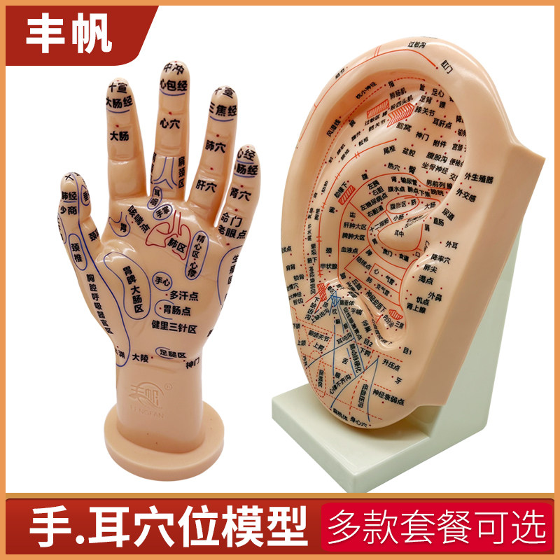丰帆刻字耳针穴位模型23CM带底座针灸耳模耳朵模型按摩手反射区手