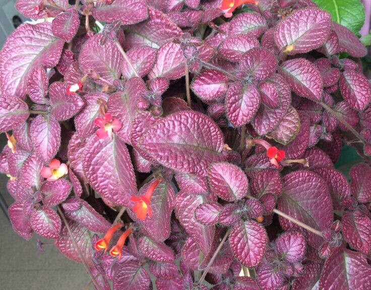 喜蔭花草莓走莖一個熱帶雨林造景常年粉色葉子