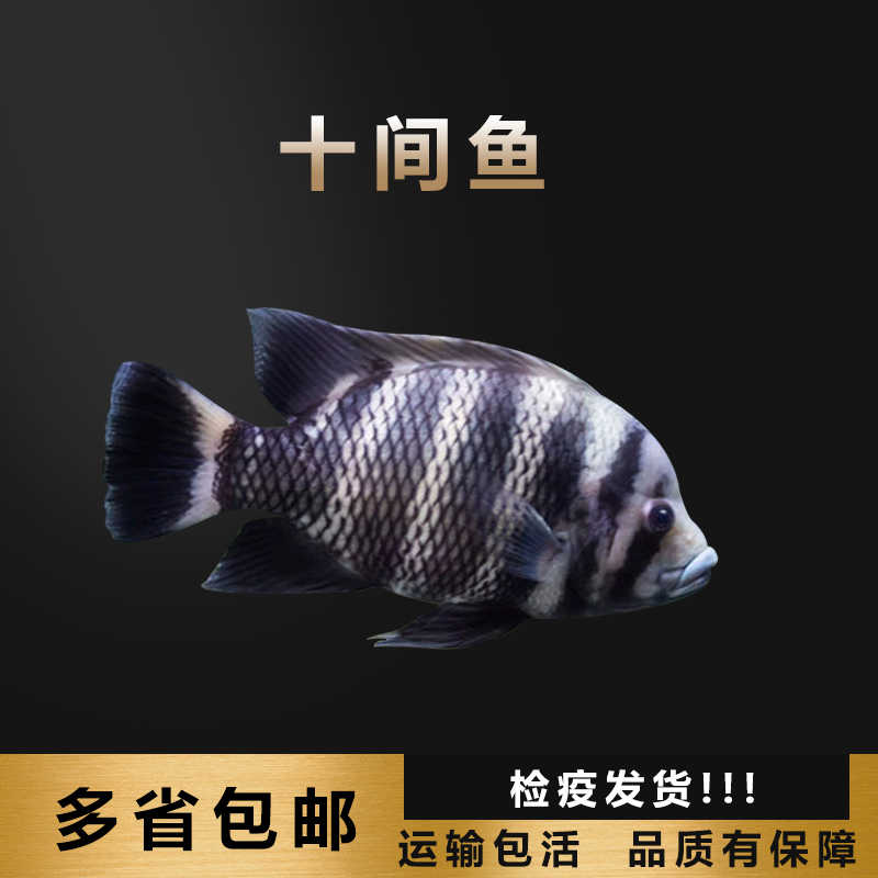 大型魚十間魚活體魚熱帶魚觀賞魚坦鯛馬鯛中型魚談水十間寵物魚