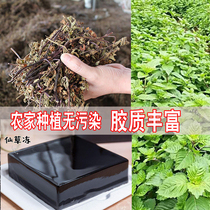 Fairy grass Fresh grass Dry burned fairy grass powder raw material Black jelly jelly juice plant authentic fairy grass Fujian farmer