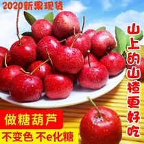 Hawthorn fruit fresh fruit super large fructose gourd raw material natural ripe red fruit big gold star big five edges in the mountains